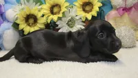 Mo, a male Miniature Dachshund for sale in Milan, IN – 4 of 6