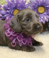 Aubrey, a female Miniature Dachshund for sale in Milan, IN – 1 of 8