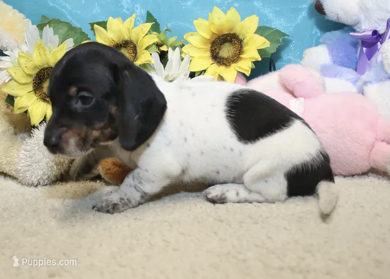 Teddy – Miniature Dachshund puppy for sale in Milan, IN