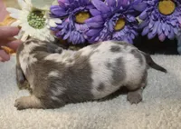 Kace, a male Miniature Dachshund for sale in Milan, IN – Photo 6 of 8