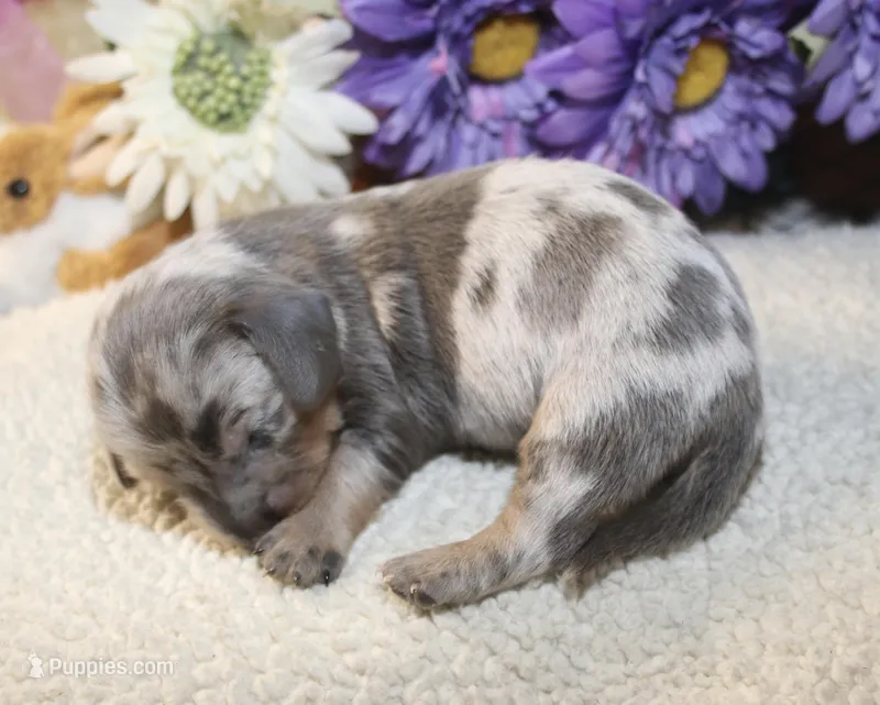 Kace – Miniature Dachshund puppy for sale in Milan, IN
