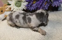 Kace, a male Miniature Dachshund for sale in Milan, IN – Photo 3 of 8