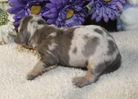 Kace, a male Miniature Dachshund for sale in Milan, IN – Photo 2 of 8