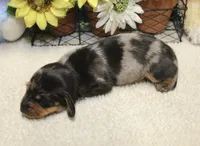 Hud, a male Miniature Dachshund for sale in Milan, IN – 7 of 8