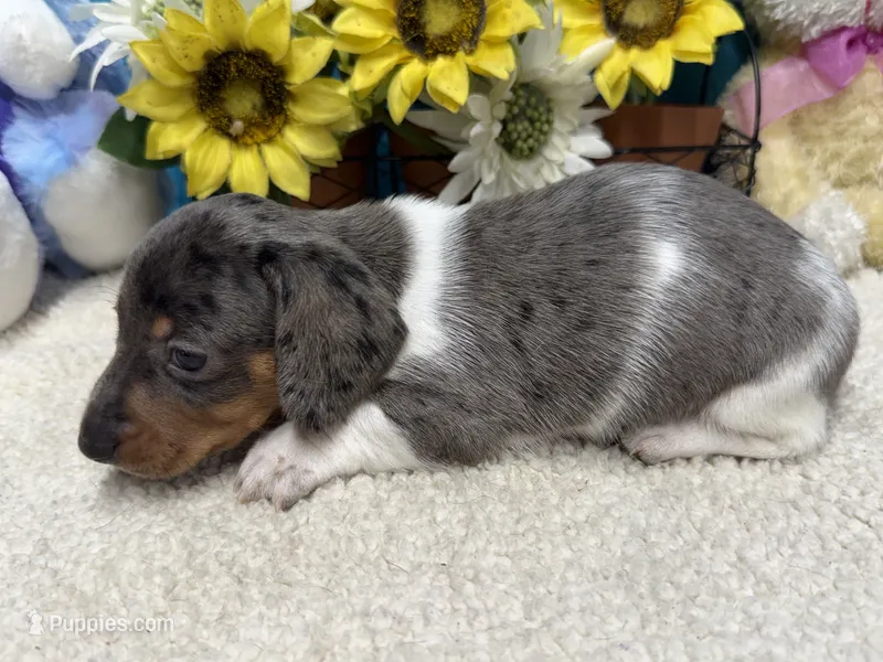 Coop – Miniature Dachshund puppy for sale in Milan, IN