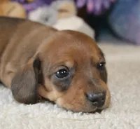 Mia, a female Miniature Dachshund for sale in Milan, IN – Photo 1 of 8