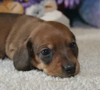 Mia, a female Miniature Dachshund for sale in Milan, IN – Photo 7 of 8