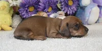 Mia, a female Miniature Dachshund for sale in Milan, IN – Photo 5 of 8