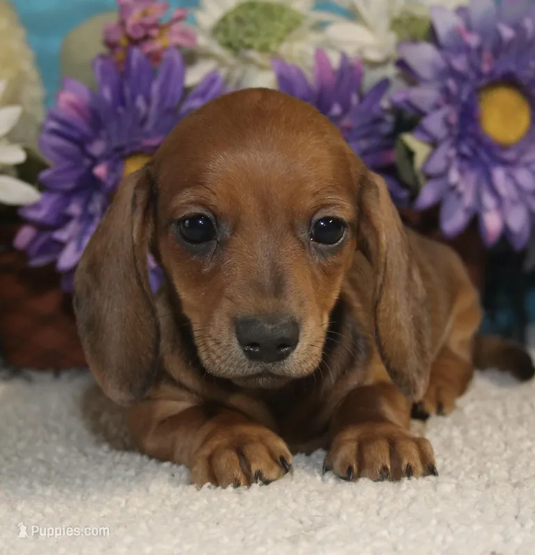 Mia – Miniature Dachshund puppy for sale in Milan, IN