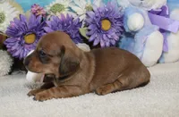 Mia, a female Miniature Dachshund for sale in Milan, IN – Photo 6 of 8