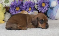 Mia, a female Miniature Dachshund for sale in Milan, IN – Photo 2 of 8