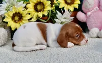 Jazz, a female Miniature Dachshund for sale in Milan, IN – 7 of 7