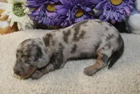 Kolsen, a male Miniature Dachshund for sale in Milan, IN – Photo 5 of 8