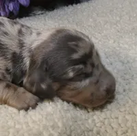 Kolsen, a male Miniature Dachshund for sale in Milan, IN – Photo 2 of 8