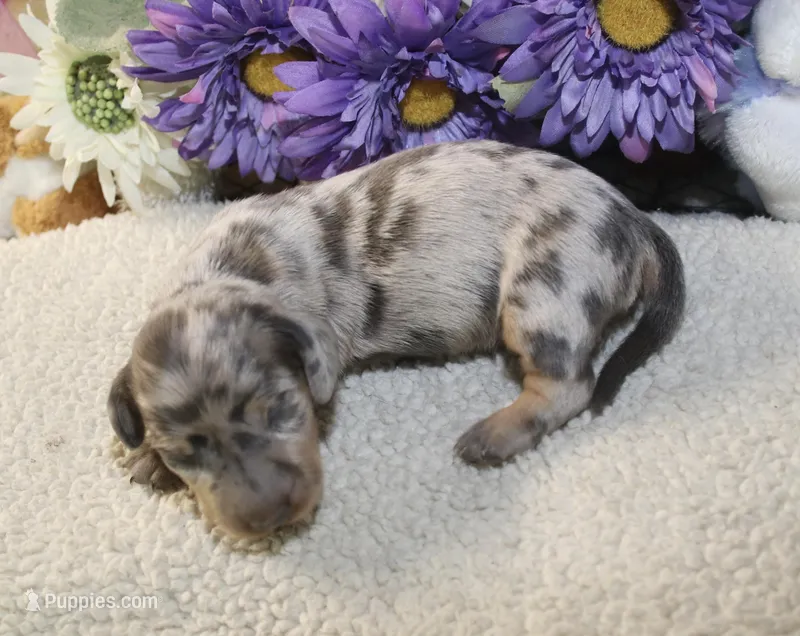 Kolsen – Miniature Dachshund puppy for sale in Milan, IN