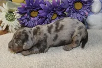 Kolsen, a male Miniature Dachshund for sale in Milan, IN – Photo 7 of 8