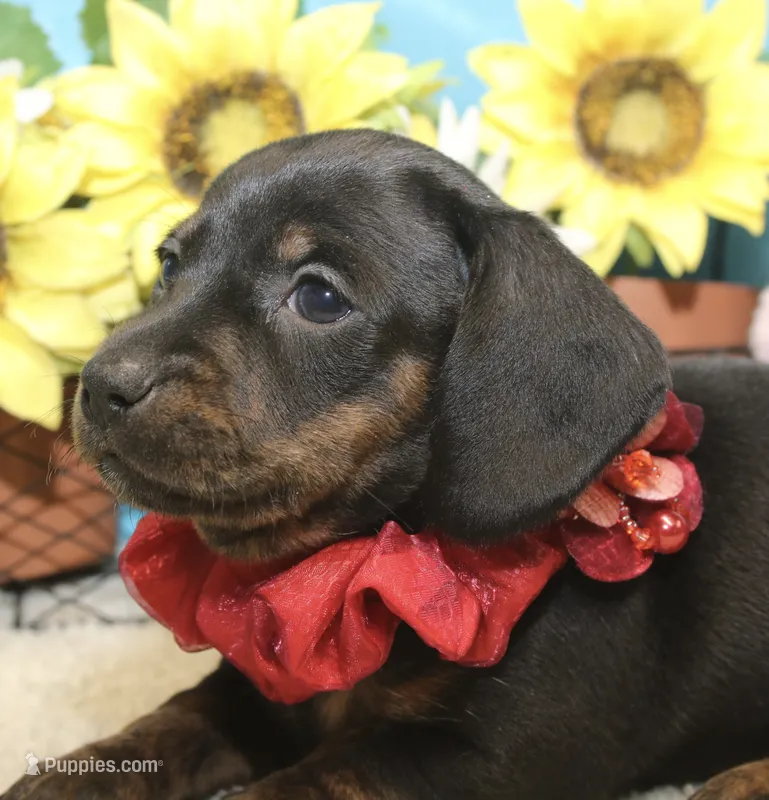 Luna – Miniature Dachshund puppy for sale in Milan, IN