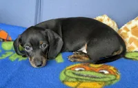 Ollie, a male Miniature Dachshund for sale in Milan, IN – 8 of 8