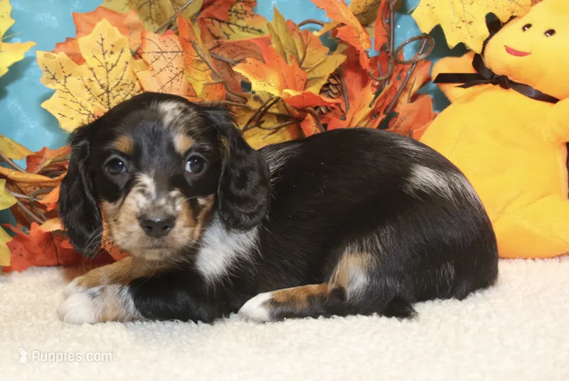 Willow – Miniature Dachshund puppy for sale in Milan, IN
