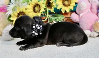 Tianna , a female Miniature Dachshund for sale in Milan, IN – 6 of 8