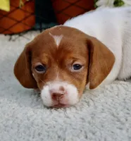 Jazz, a female Miniature Dachshund for sale in Milan, IN – 2 of 7