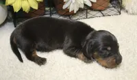 Elijah, a male Miniature Dachshund for sale in Milan, IN – 6 of 8