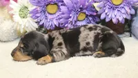Bowie, a male Miniature Dachshund for sale in Milan, IN – 5 of 8