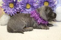 Aubrey, a female Miniature Dachshund for sale in Milan, IN – 6 of 8