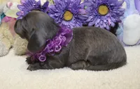 Aubrey, a female Miniature Dachshund for sale in Milan, IN – 5 of 8