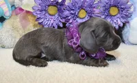 Aubrey, a female Miniature Dachshund for sale in Milan, IN – 2 of 8