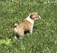 AKC Ella , a female Pembroke Welsh Corgi for sale in Milan, IN – 3 of 6