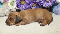 Ford, a male Miniature Dachshund for sale in Milan, IN – 3 of 7