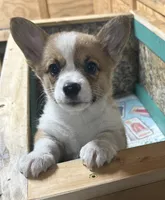 AKC Ella , a female Pembroke Welsh Corgi for sale in Milan, IN – 2 of 6