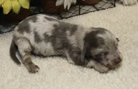 Lucas, a male Miniature Dachshund for sale in Milan, IN – 2 of 9