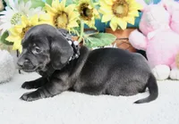 Tianna , a female Miniature Dachshund for sale in Milan, IN – 8 of 8