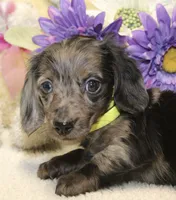 Lucas, a male Miniature Dachshund for sale in Milan, IN – 6 of 8