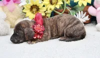 Jemma, a female Miniature Dachshund for sale in Milan, IN – 7 of 8