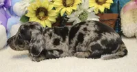 Hoss , a male Miniature Dachshund for sale in Milan, IN – 6 of 7