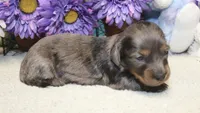 Ella, a female Miniature Dachshund for sale in Milan, IN – 4 of 6