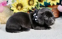 Tianna , a female Miniature Dachshund for sale in Milan, IN – 4 of 8