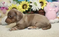Grace, a female Miniature Dachshund for sale in Milan, IN – 7 of 9