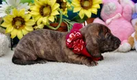 Jemma, a female Miniature Dachshund for sale in Milan, IN – 5 of 8