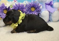 Callie, a female Miniature Dachshund for sale in Milan, IN – 5 of 8