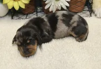 Hud, a male Miniature Dachshund for sale in Milan, IN – 3 of 8