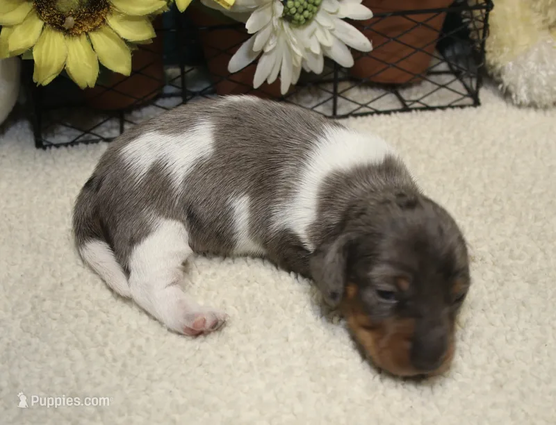 Coop – Miniature Dachshund puppy for sale in Milan, IN