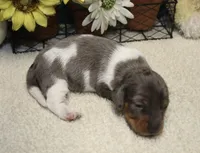 Coop, a male Miniature Dachshund for sale in Milan, IN – 1 of 8