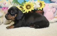 Oliver, a male Miniature Dachshund for sale in Milan, IN – 2 of 7