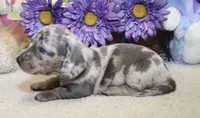 Hank, a male Miniature Dachshund for sale in Milan, IN – 7 of 8
