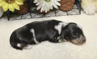 Willow, a female Miniature Dachshund for sale in Milan, IN – 6 of 9