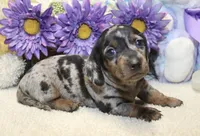 Gus, a male Miniature Dachshund for sale in Milan, IN – 2 of 8